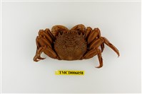 藏品(鱗形斜紋蟹)的圖片